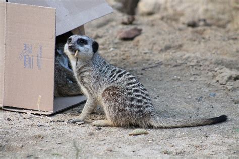 Free photo: Meerkat, Mammal, Funny, Animal - Free Image on Pixabay - 438982