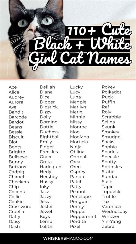 110+ Cute Black and White Cat Names for Girl Cats - Whiskers Magoo ...