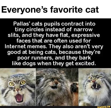 Pallascats memes. Best Collection of funny Pallascats pictures on iFunny