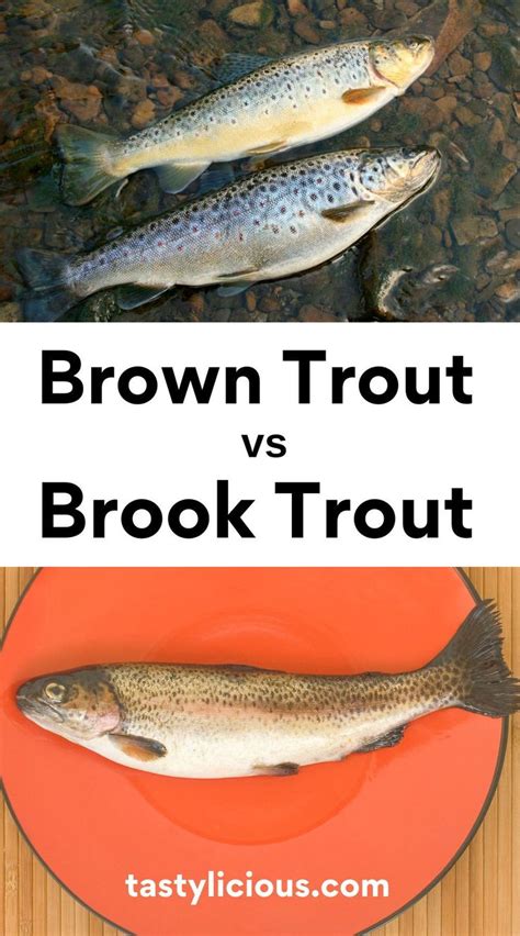 Brown Trout vs. Brook Trout | Tastylicious! | Brook trout, Brown trout, Trout