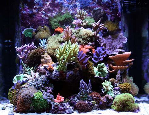 Nano Reef Aquariums: What Are They? – The Beginners Reef