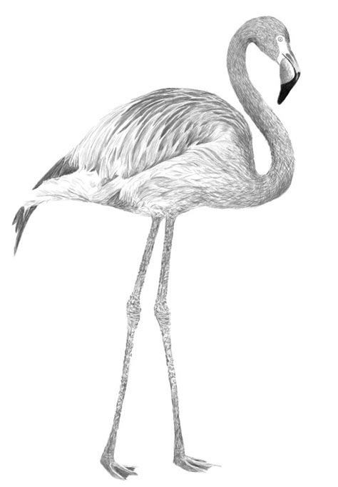 Pink Flamingo Drawing