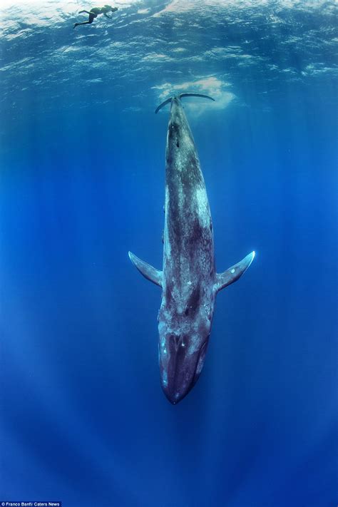 Photographer Franco Banfi captures images as he free dives alongside a blue whale | Daily Mail ...