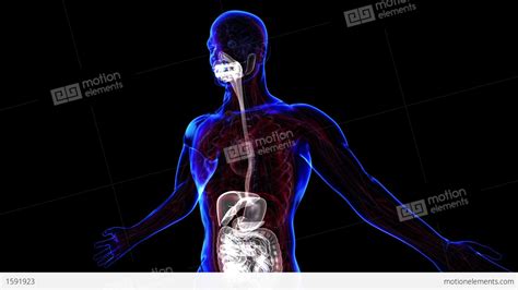 Digestive System Stock Animation | 1591923