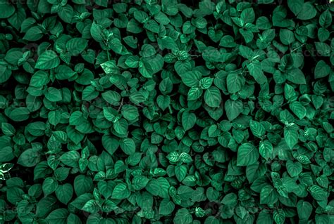 Dense dark green leaves in the garden. Emerald green leaf texture ...