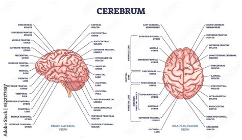 Obraz Cerebrum structure and human brain sections and parts anatomy outline diagram. Labeled ...