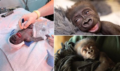 Ape-solutely adorable! Watch the incredible moment a baby gorilla is born at a Texas zoo via a ...