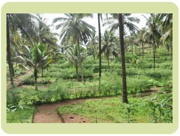 Coconut & Areca Nut Plantation at best price in Goa | ID: 6997309597