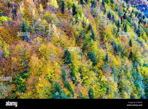 Aerial view of autumn trees. Colorful trees from above Stock Photo - Alamy