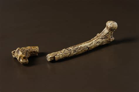 Our ancestors’ fossils – ancient bones and footprints - The Australian Museum