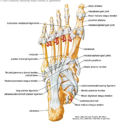 Figure 1 from Modern Theory of the Development of Adult Acquired Flat ...