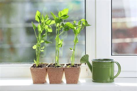 Growing Bell Peppers Indoors » All the Top Tips