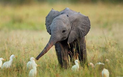 Really Cute Baby Elephants