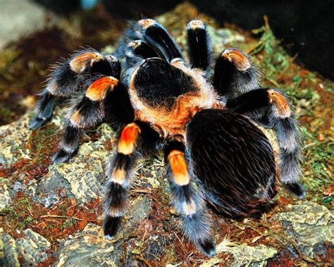 MEXICAN RED-KNEE TARANTULA CARE ... Care sheet Courtesy of The ...