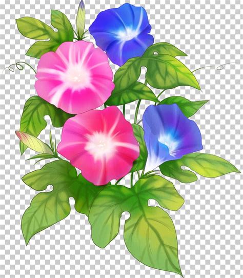 morning glory flower clipart 10 free Cliparts | Download images on Clipground 2024