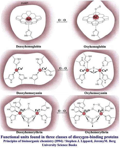 Role of metal ions in biological system Na/K pump - Biotech MCQ