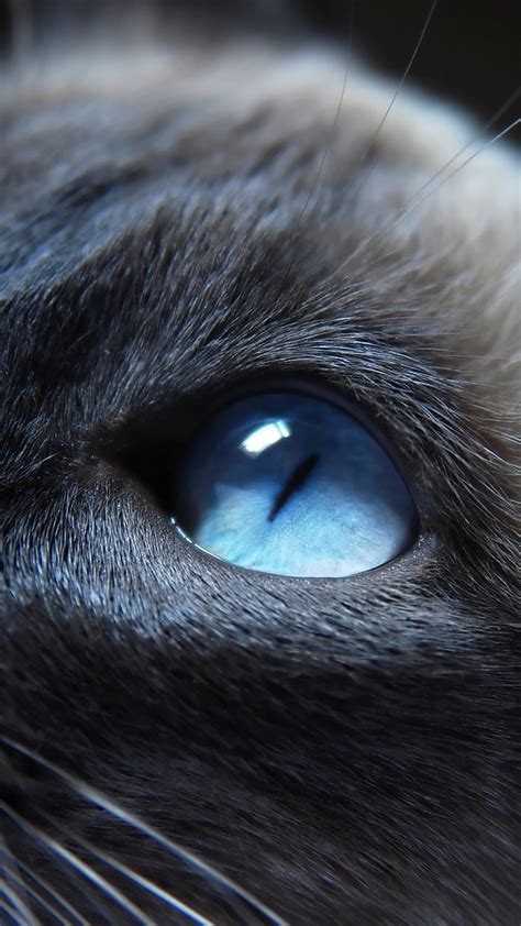 2160x3840 Resolution Cat Eyes Closeup Sony Xperia X,XZ,Z5 Premium Wallpaper - Wallpapers Den