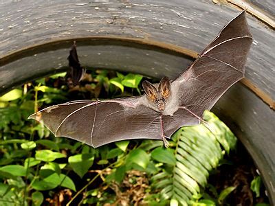 Lesser False Vampire - Megaderma spasma