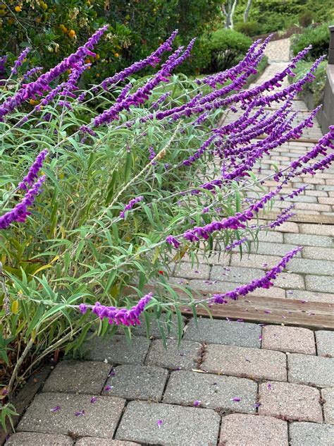 Salvia leucantha seeds? Mexican Bush Sage