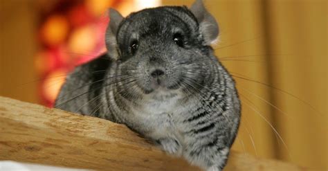 10 Incredible Chinchilla Facts - AZ Animals