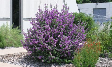 Cenizo (Texas Sage) A Beautiful Native Evergreen Shrub!