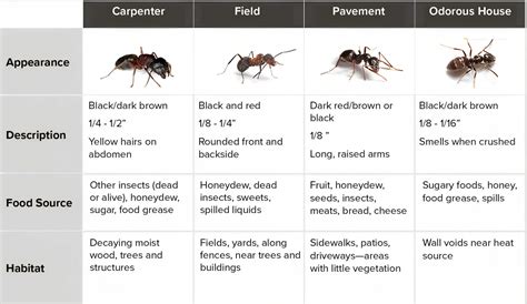 Free Printable Ant Identification Charts [PDF] With Pictures