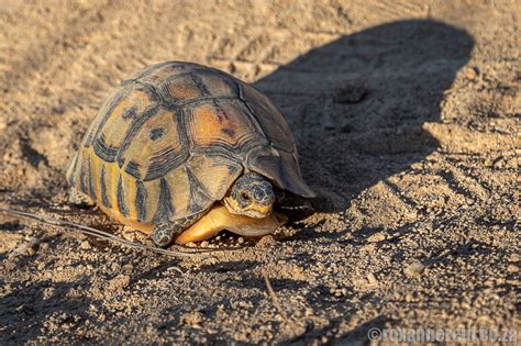 Namaqua National Park guide: everything you need to know - Roxanne Reid - Africa Addict