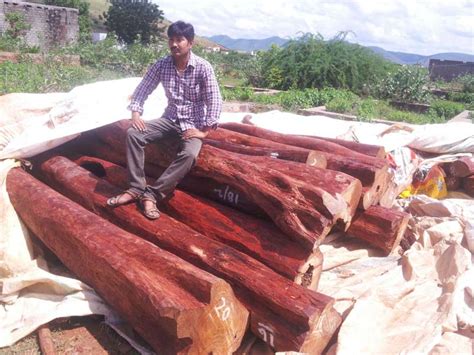 red sandalwood at Best Price in Hyderabad - ID: 1858543 | NIPUNA ...