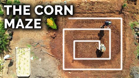 Planting a Corn Maze In The Backyard🌽 - YouTube