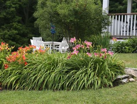 Landscaping With Daylilies