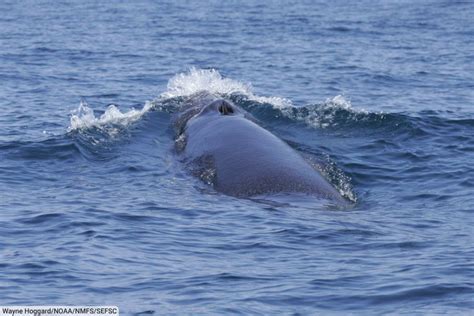 Common Minke Whale, Balaenoptera acutorostrata, Facts & Pictures