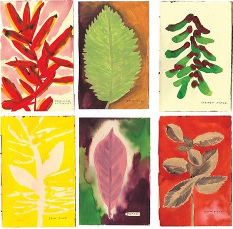 The Native Trees of Canada | Flower art, Leaf illustration, Plant painting