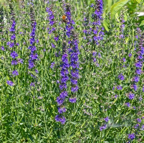 Hyssop Plants For Sale | Hyssop Officinalis | The Growers Exchange