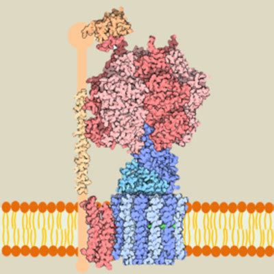 ATP synthesis - Encyclopedia of the Environment