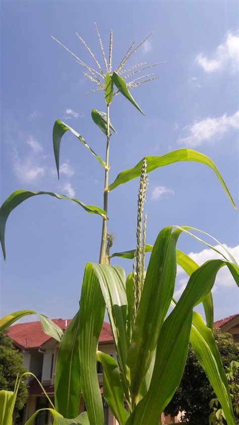 kebun sejemput...: Jagung Berbunga Jantan dan Berketiak - Minggu 10