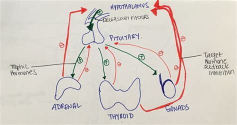 Pituitary Gland Feedback Loop