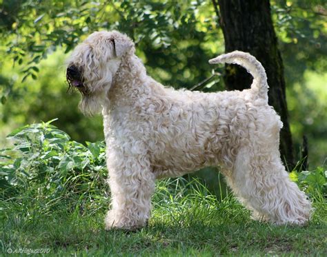 Irish Soft Coated Wheaten Terrier 1 Foto & Bild | tiere, haustiere ...