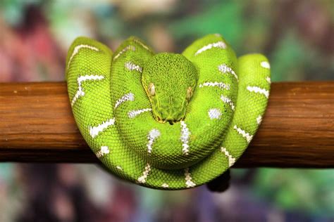 Emerald Tree Boa - Connecticut's Beardsley Zoo