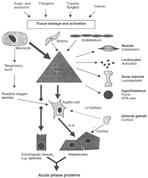 The acute phase response (Jacobsen, 2003) | Download Scientific Diagram