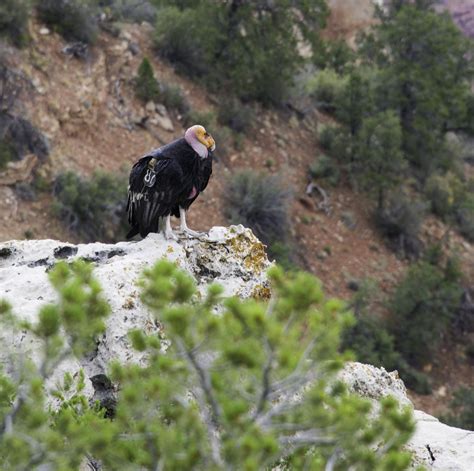 Grand Canyon Condor | Grand Canyon Condor ©Adventure West Ph… | Flickr