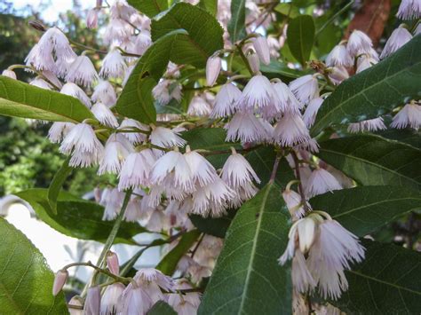 Elaeocarpus reticulatus | Australian Plants Society