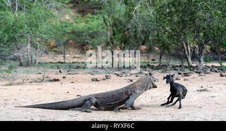 The dragon attacks. The Komodo dragon with the prey. The Komodo dragon, Scientific name: Varanus ...