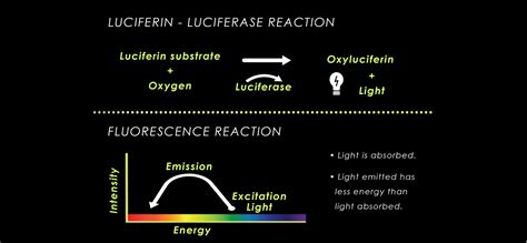 Illumination™ Renilla Luciferase Enhanced Assay Kit | GoldBio