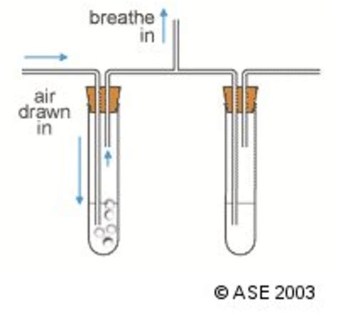 Carbon Dioxide Experiment | Teaching Resources