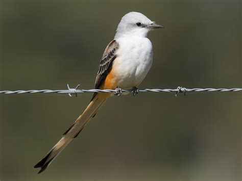 Scissor-tailed Flycatcher - eBird