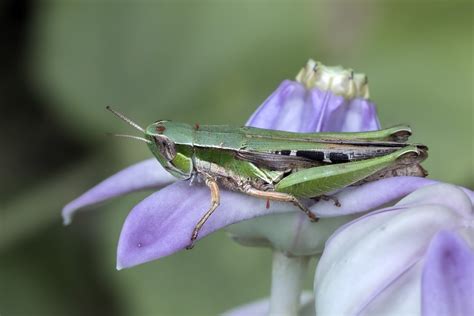 Free Images : female, green, close, fauna, invertebrate, grasshopper ...