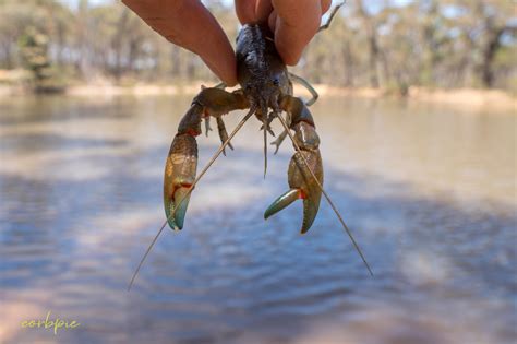 Common Australian Yabby; Cherax destructor