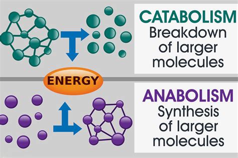 Anabolism Vs. Catabolism: Differences & How They Work Together – DMoose