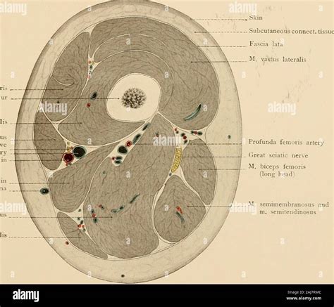 Adductor hiatus hi-res stock photography and images - Alamy