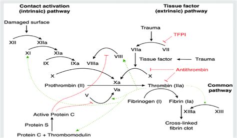 Coagulation cascade showing Intrinsic, Extrinsic, and Common Pathways ...